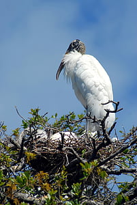 wood stork, nesting, nest, babies, tropical bird, bird, avian