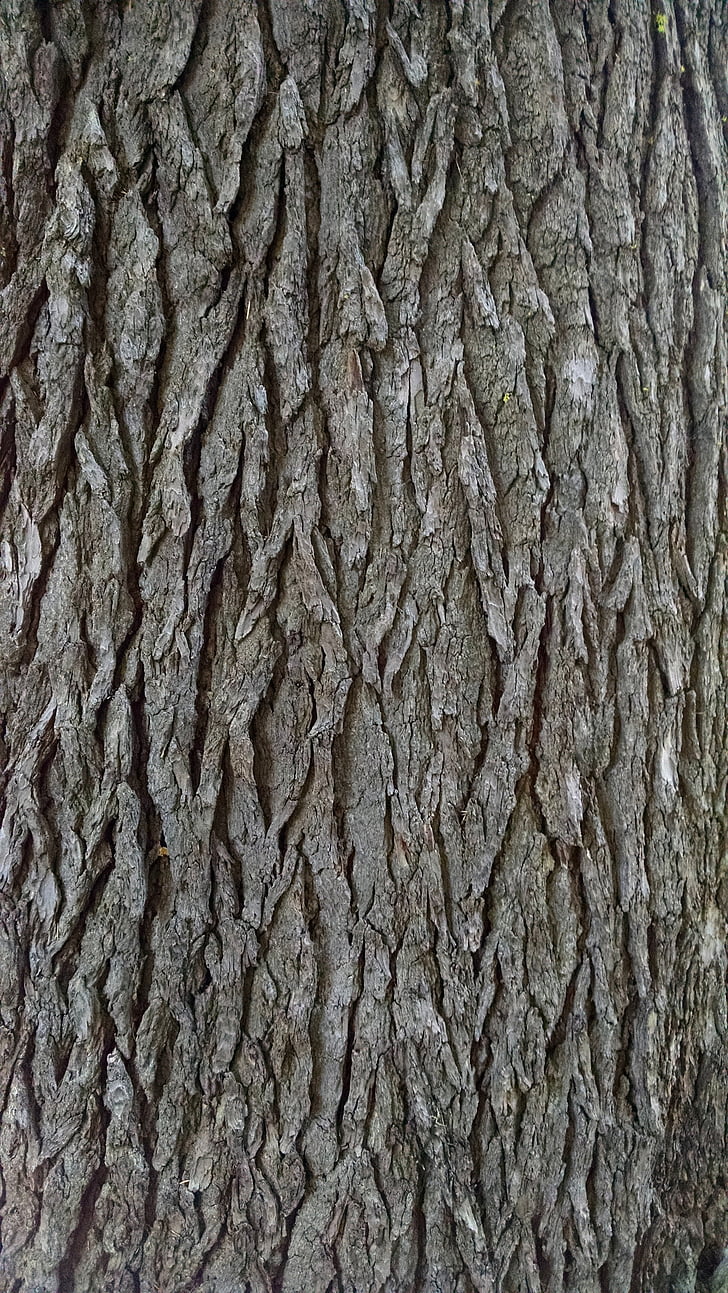 bark, träd, konsistens, Pine, grov, naturen, bakgrunder