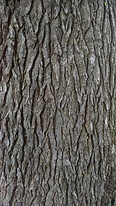 bark, tree, texture, pine, rough, nature, backgrounds