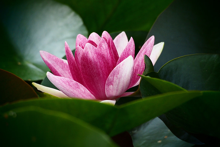 water lily, màu hồng, màu xanh lá cây, thực vật, Hoa, lá