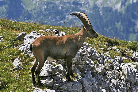 hagengebirge, Capricorn, Alpine hewan, Alpine ibex, tanduk, hewan, Alpine