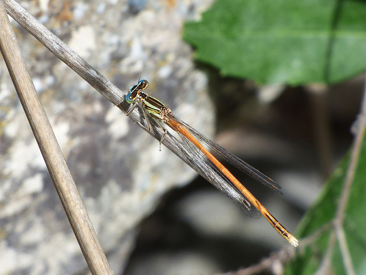 Platycnemis acutipennis, Orange dragonfly, detalj, gren, skönhet, Bevingade insekter, Dragonfly
