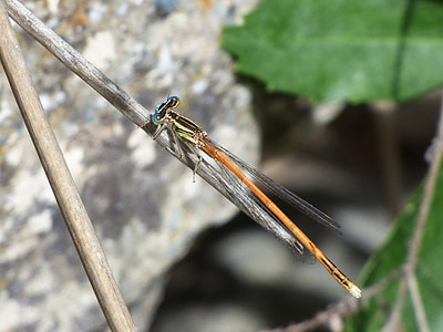 platycnemis acutipennis, oranžové dragonfly, detaily, větev, Krása, okřídlený hmyz, Dragonfly