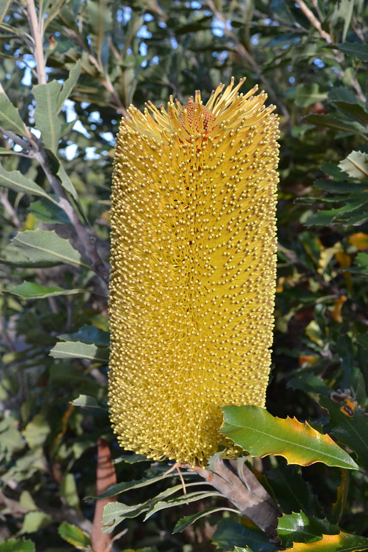 Banksia, Australia, flora autoctona, fiori, serrata, giallo, Proteaceae