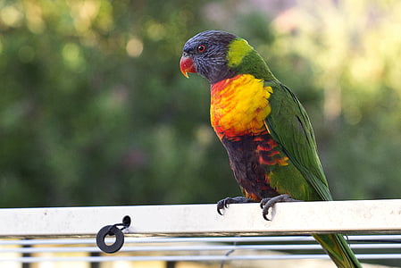 animal, australia, background, beak, beautiful, beauty, bird
