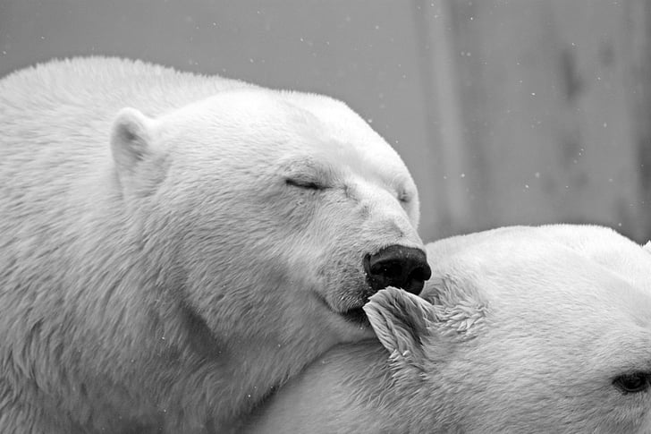 мечка, Теди, сън, мързелив, почивка, животните, опазване на природата