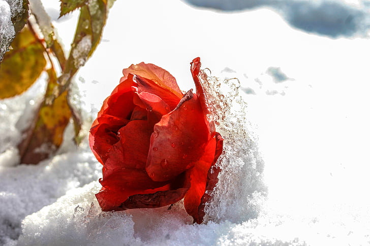 rose, snowy, ice, winter, cold, frost, snow