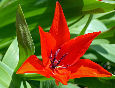 dverg tulip, våren, mars, kronblad, rød, stempel, pollenbærere