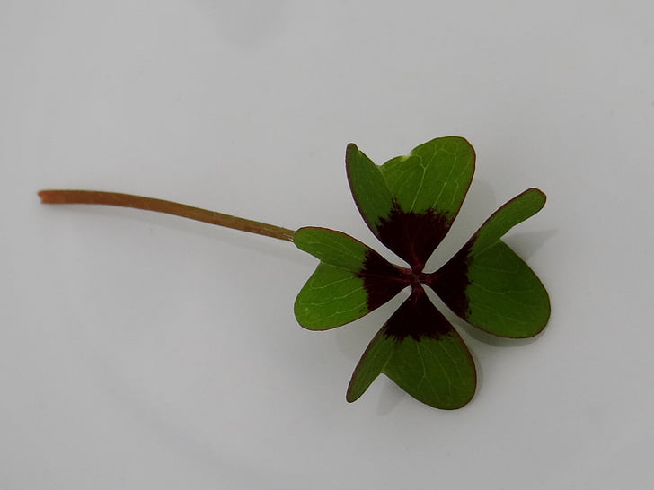 Lucky clover, vierblättriges Kleeblatt, vierblättrig, viel Glück messenger, Glücksbringer, Blatt, Natur