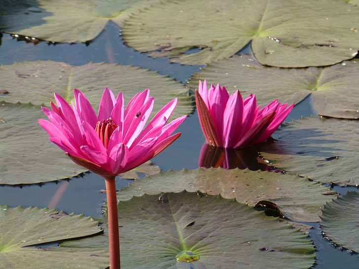 Lili air, bunga, merah muda, Kolam