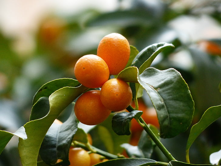Kumquats, Baum, Filiale, Blätter, Früchte, Obst, Fortunella