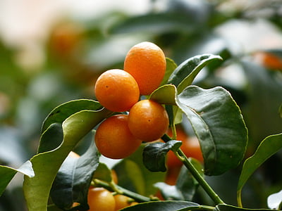 kumquat, treet, gren, blader, frukt, frukt, Fortunella