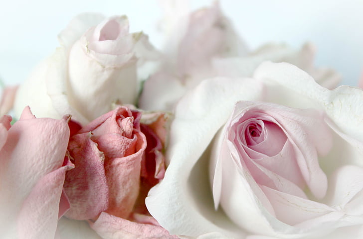 rozen, romantische, achtergrond, roze, Dusky roze, Vintage, shabby chic