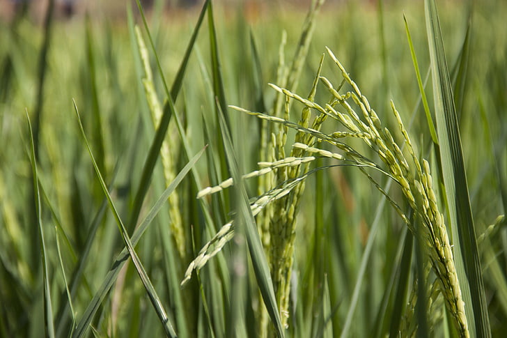 поле, Грийн, ориз, оризови полета, житни растения, Селско стопанство, изрязване