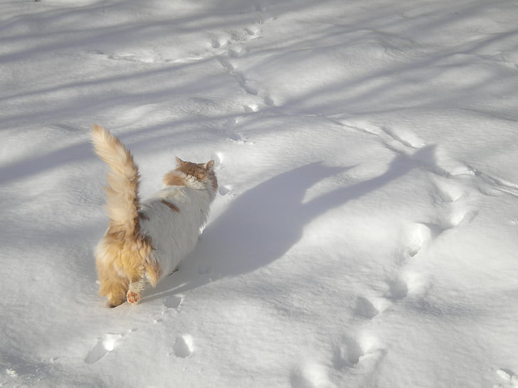 kucing berjalan, di salju, kucing, salju, musim dingin, hewan tema, satu binatang