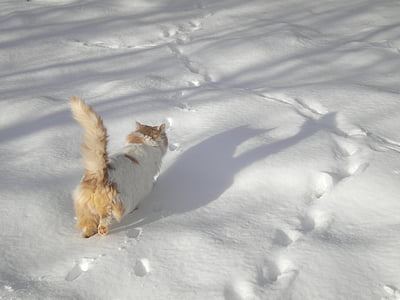 แมวเดิน, ในหิมะ, แมว, หิมะ, ฤดูหนาว, รูปสัตว์, สัตว์ตัวเดียว