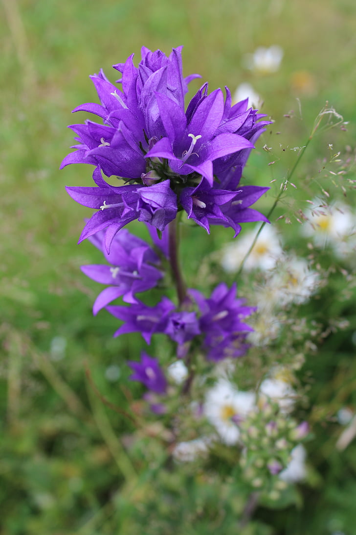 Bellflower, smailu zieds, puķe, zieds, Bloom, zila, Wild flower