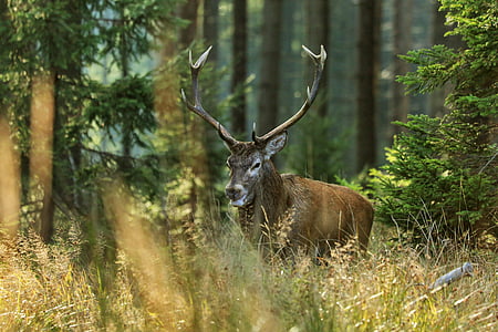 hart, forest, nature, tree, antlers, animal, bull