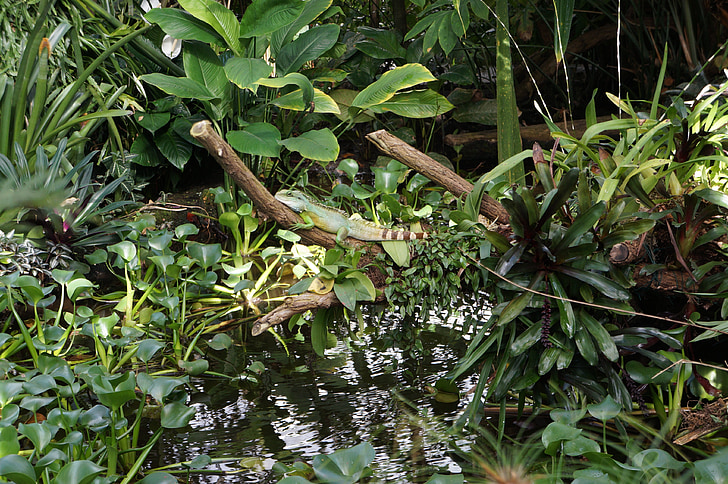 Iguana verda, animal, rèptil, criatura, verd, natura, ocults