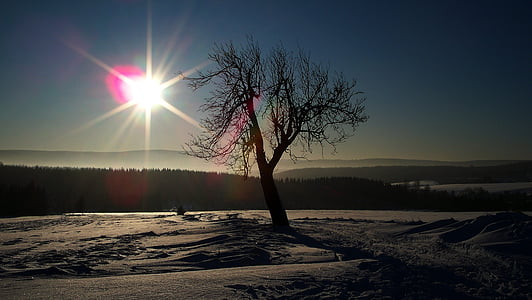 Erzgebirge, l'hivern, arbre