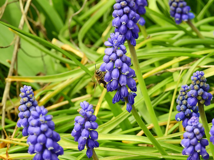 Grape hyacint, hyacint, våren, Bloom, blomma, budbärare för vår, naturen