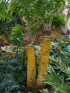Palm, copac, plajă, frunze palmier, verde, natura, exotice