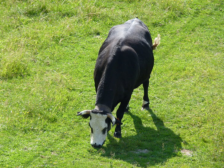 Cow, naturen, jordbruk