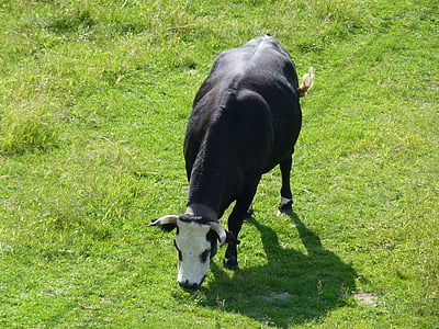 cow, nature, agriculture