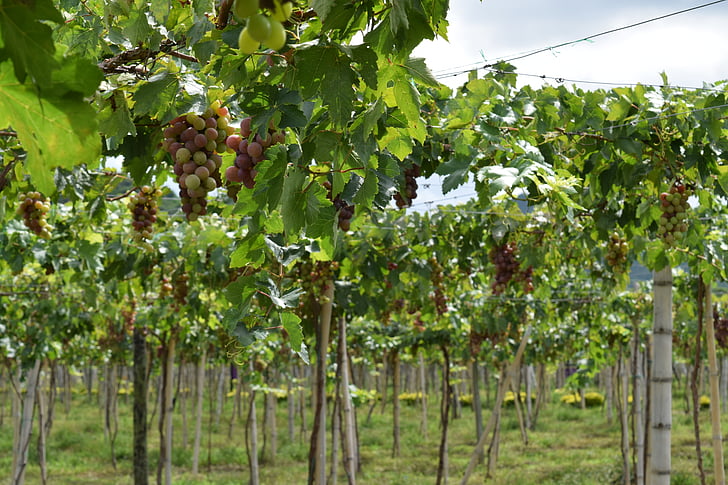viinamarjad, Vineyard, Colombia, saagi, kasvatamine, viinapuu