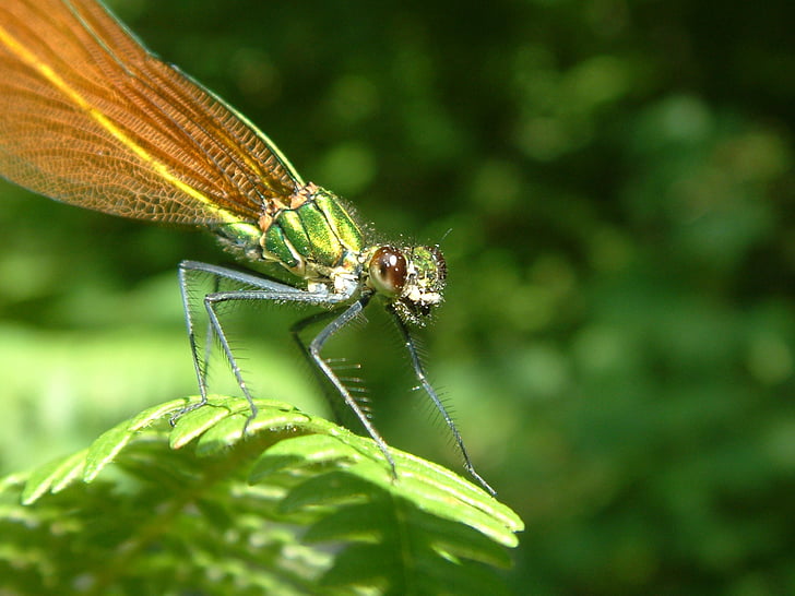 Dragonfly, glimlach, insect, bug, ogen, groen, natuur