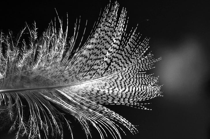 Feder, Vogel, Gefieder, Tier, fliegen, Kontrast, schwarz-weiß-Fotografie