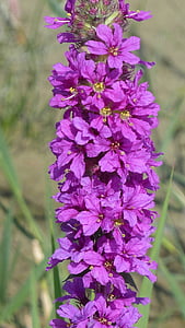 花, 自然, 宏观, 紫罗兰色