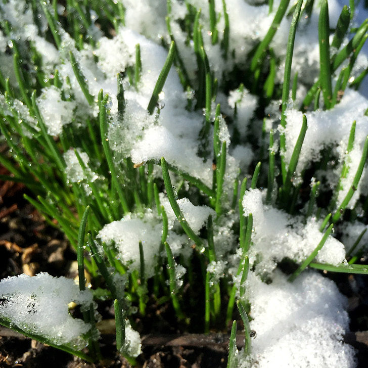 Grass, Schnee, Winter, Frühling, Anlage, weiß, Grün