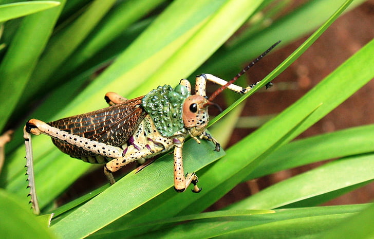 insecte, Afrique du Sud, animal, photographie de la faune, fermer, couleur verte, un animal