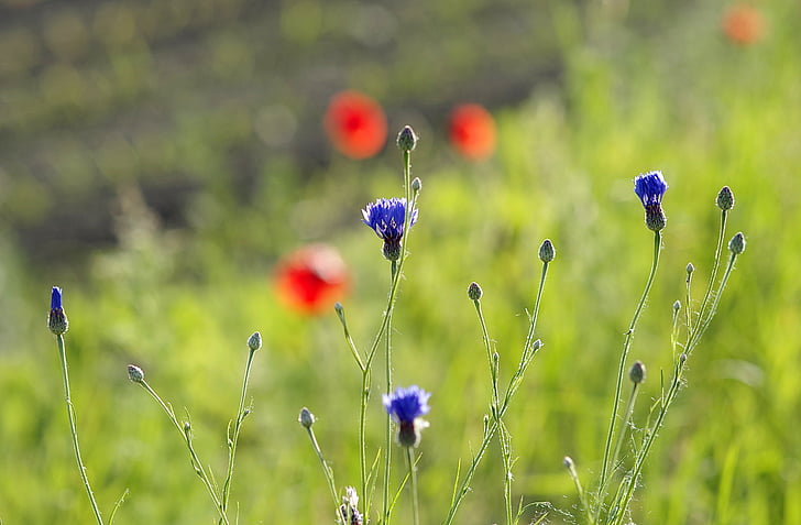 cornflowers, Borinot, blau, flor, flors, les bèsties del camp, salvatge