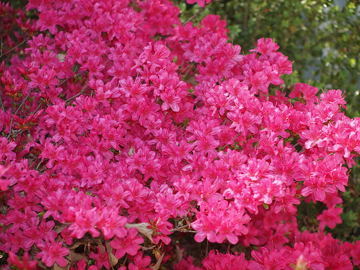 Azalea, Bush, våren, blomma, trädgård, Bloom, Blossom