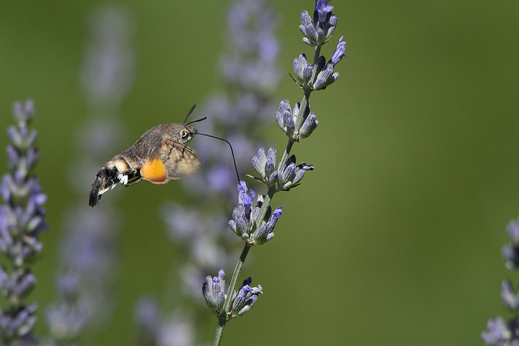 butterfly, forage, lavender, garden, summer, fly, on site