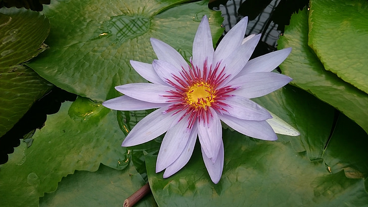 water lily, summer, garden, leaf, water, flower, white