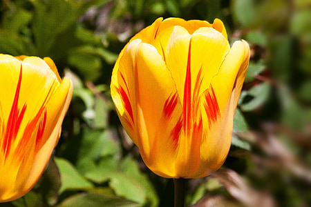 tulip, spring flower, flower, blossom, bloom, yellow, red