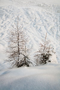 neu, natura, hivernal, arbres, l'hivern, blanc