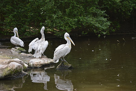 Pelican, fugl, dyr, natur, Wildlife, Pelican-fugl