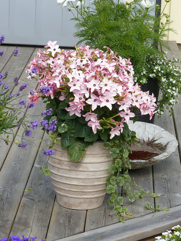 pot, plant, flowers, pink, barrel, terrace, summer