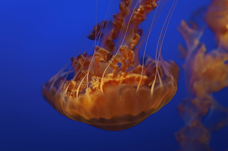 медузи, водни, животните, океан, подводни, синьо, вода