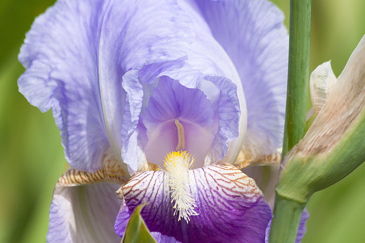 Ирис, Ирис pseudacorus, фиолетовый, светло-голубой, завод, schwertliliengewaechs, цветок