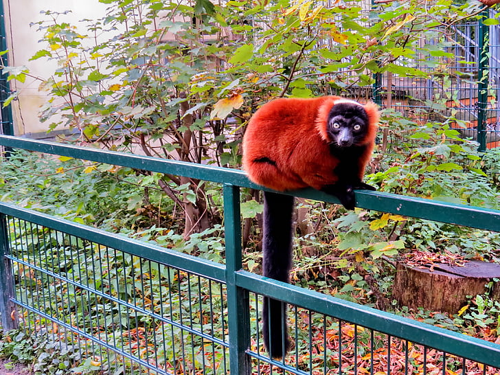 zvieratá, primáty, vari červený, lemur, Zoo