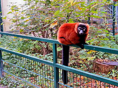 animais, primatas, vermelho vari, Lemur, jardim zoológico