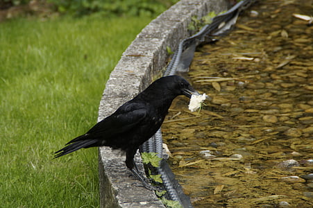 raven, carrion crow, prey, captured, in beak, eat, black