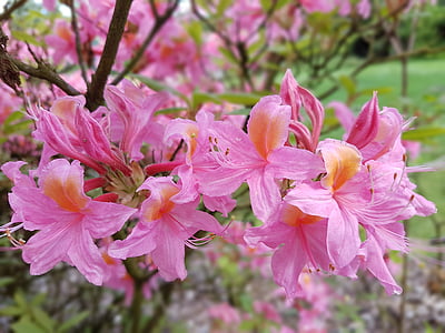 Hoa, mùa xuân, Azaleas, màu hồng, Azalea