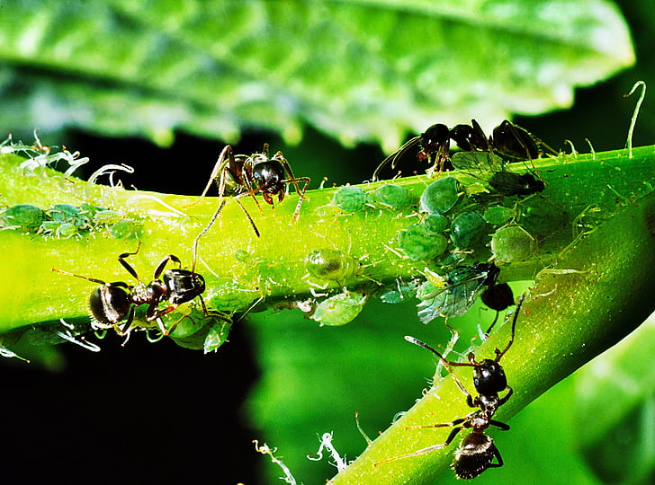 afidi, insetti, formiche, riproduzione di, natura, il pastore, servizio baby-sitter