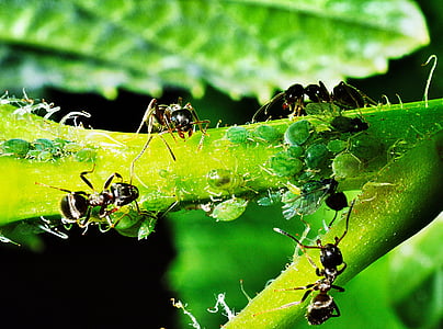 aphids, insects, ants, reproduction of, nature, the shepherd, child care